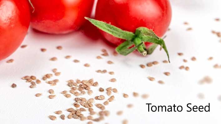 Choose The Right Tomato Seed