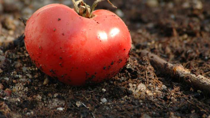 How to Prepare the soil