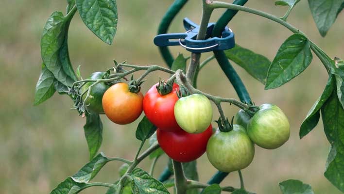How to plant tomato plants