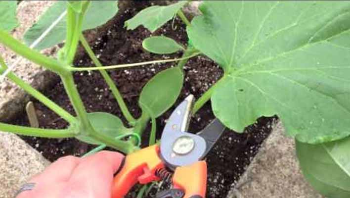 How to Prune Cucumber Plants